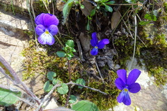 Viola bubanii