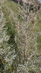 Baccharis artemisioides