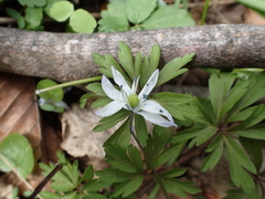 Scilla monanthos