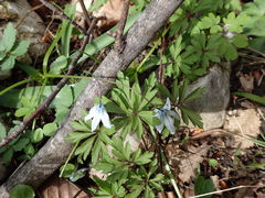 Scilla monanthos