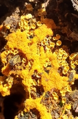 Oligonema persimile