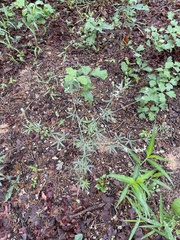 Pediomelum digitatum