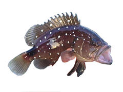Marbled Grouper photo 5