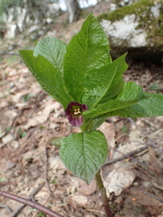 Scopolia caucasica