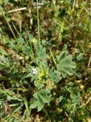 Malva parviflora