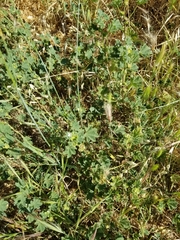 Malva parviflora