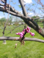 Cercis canadensis