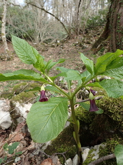 Scopolia caucasica