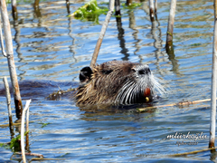 Myocastor coypus