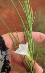 Ipomoea simplex