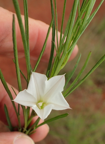Image of Ipomoea simplex by no rights reserved