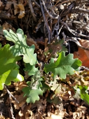 Quercus lobata