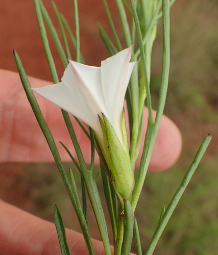 Image of Ipomoea simplex by no rights reserved