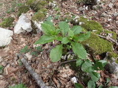 Scopolia caucasica
