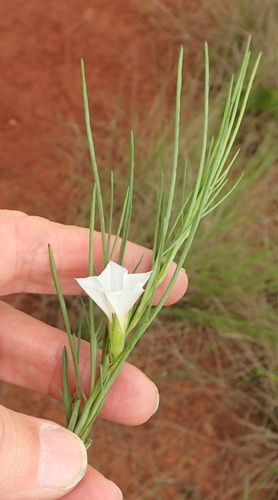 Image of Ipomoea simplex by no rights reserved