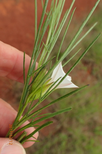 Image of Ipomoea simplex by no rights reserved