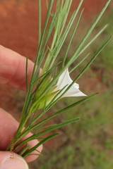 Ipomoea simplex