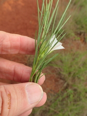 Ipomoea simplex