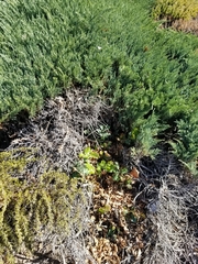 Quercus lobata
