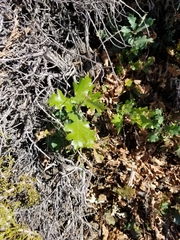 Quercus lobata