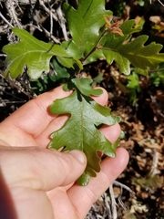 Quercus lobata