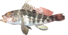Rock Sea Bass photo 5