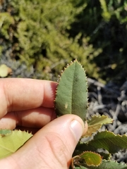 Heteromeles arbutifolia