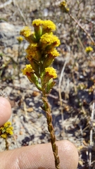 Marasmodes dummeri