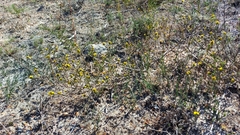 Marasmodes dummeri