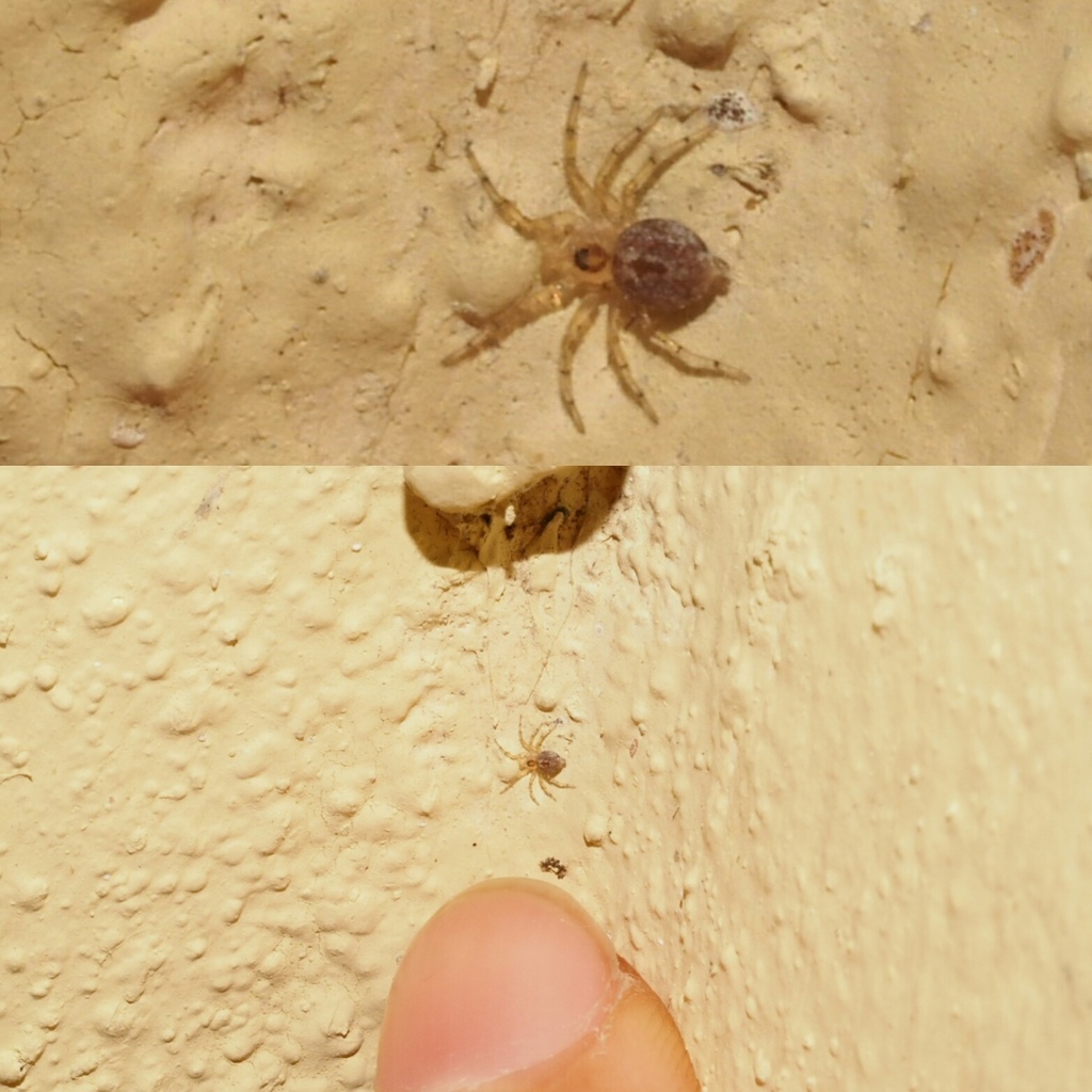 Oecobius concinnus
