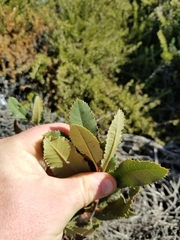 Heteromeles arbutifolia