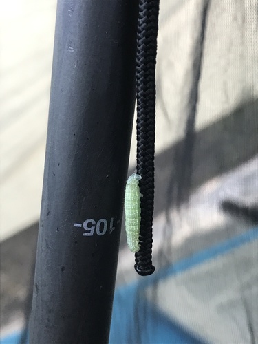 iNaturalist observation photo of Butterflies and Moths