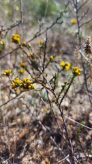 Marasmodes dummeri