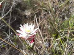 Achyranthemum affine