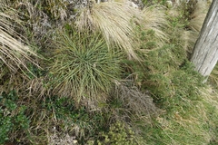 Aciphylla squarrosa squarrosa