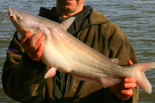 Blue Catfish