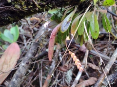 Specklinia