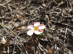 Oxalis pulchella