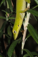 Anolis porcatus