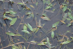 Potamogeton polygonifolius