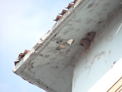 Petrochelidon pyrrhonota