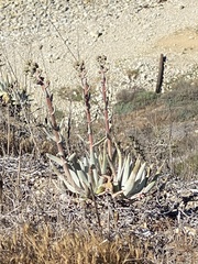 Dudleya virens