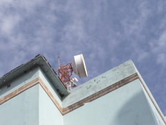 Petrochelidon pyrrhonota