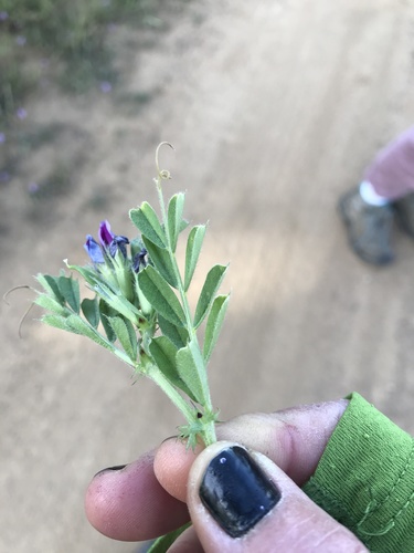 iNaturalist observation photo of spring vetch