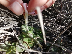 Oxalis pulchella
