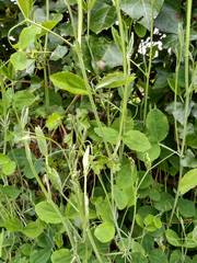 Lathyrus grandiflorus