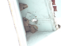 Petrochelidon pyrrhonota