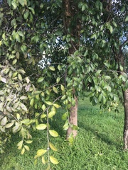 Tracheophyta
