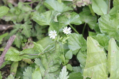 Stellaria neglecta