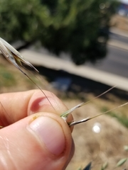 Avena fatua